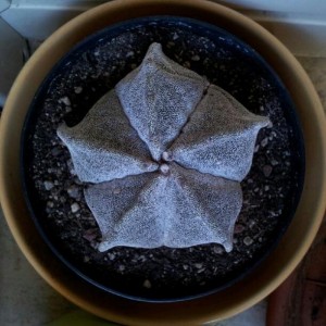 Astrophytum