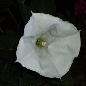 006 datura di notte