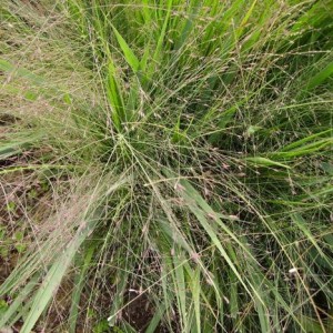 011 pennisetum