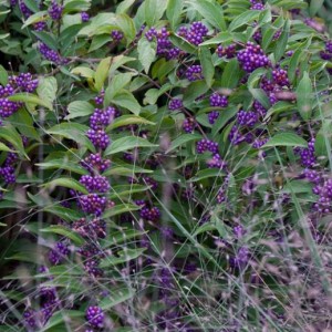 IMG 3125 bacche della callicarpa