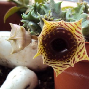 huernia zebrina