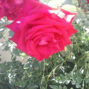 Rosa rossa senza nome