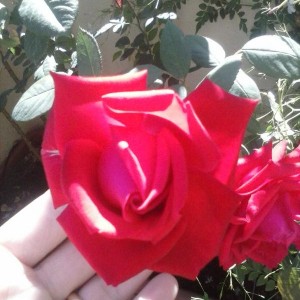 Rosa rossa senza nome