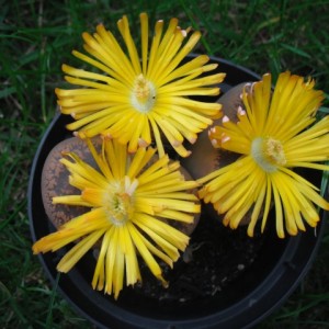 LITHOPS