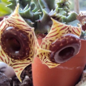 huernia