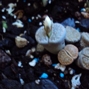 lithops