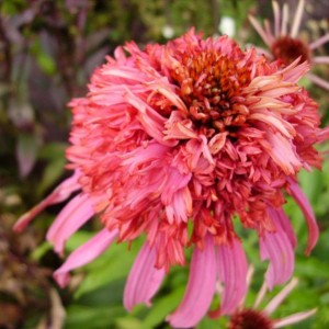 001 echinacea ancora in fiore