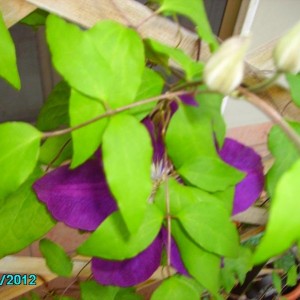 032 clematis in fiore