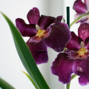 Miltoniopsis?! (o Miltonia) - Orchid nr16