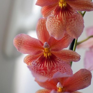 Burrageara Nelly Isler - Orchid nr15