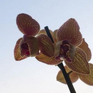 Phal nr14