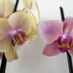 Gemelle diverse Phal nr12 + Phal nr13