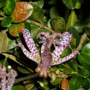 021trsdiscaria formosana