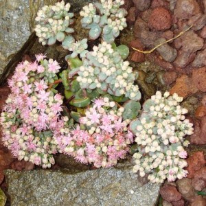 IMGP0004 sedum sieboldii