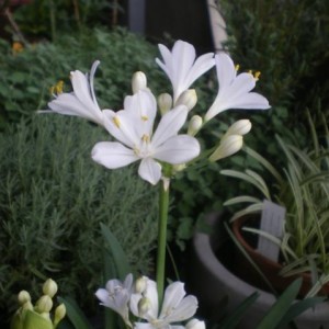 agapanthus bianco1