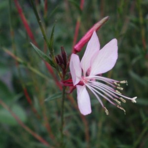 gaura