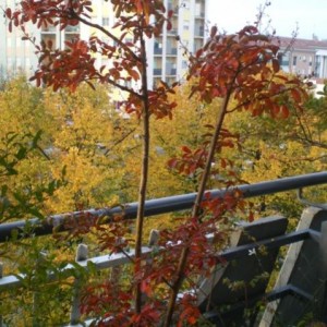 lagerstroemia fucsia