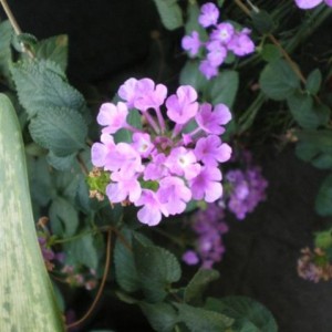 lantana sellowiana2