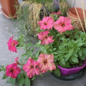 petunia lime bicolor