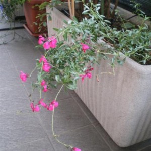 salvia mycrophylla