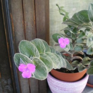 tradescantia sillamontana1