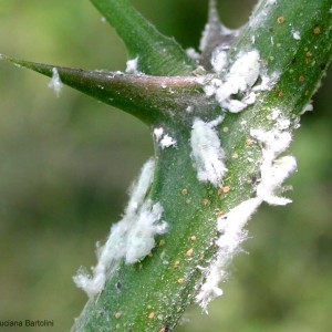 metcalfa pruinosa larve