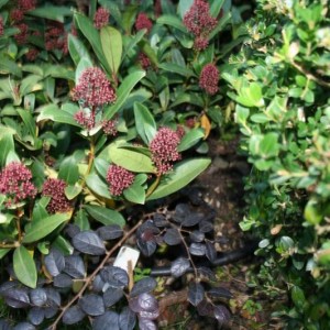 001 skimmia japonica