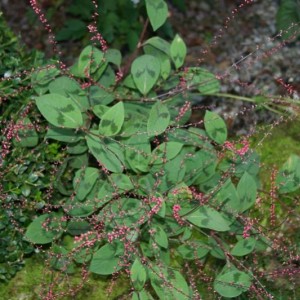 005
persicaria