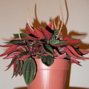 Peperomia Caperata2.jpg