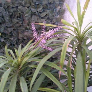 dracena