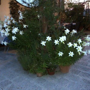 giglio di S. Antonio