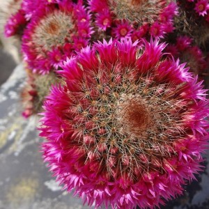 mammilaria