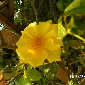 rosa gold climber