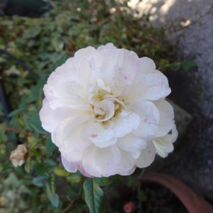 rosa little white pet