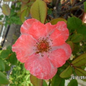 rosa rugosa