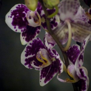 Orchidea Milka Phal nr4