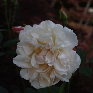 Rosa Odorata (2)   Copia