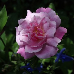 Rosa Old Blush Salvia Nemerosa