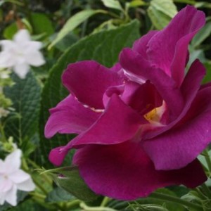 Rosa Rapsody in Blu hidrangea Hanabi