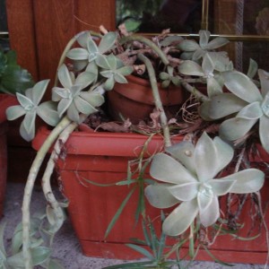 Graptopetalum Paraguayense