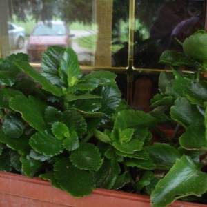 Kalanchoe blossfeldiana