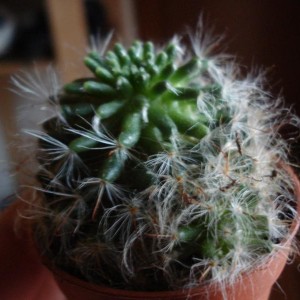 Mammillaria bocasana