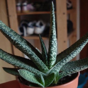 Gasteria verrucosa