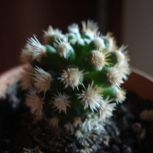 Mamillaria snowcamp