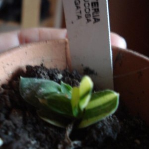 Gasteria verrucosa variegata