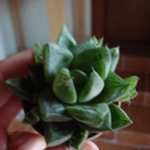 Haworthia cymbiformis