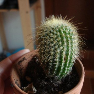 Notocactus leninghausii