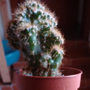 Cereus Peruvianus Monstruosus