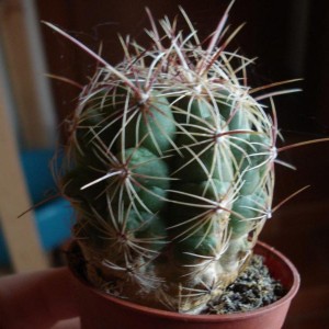 Ferocactus bicolor