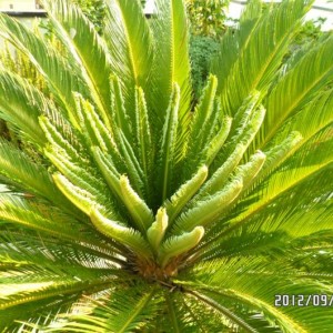 cycas